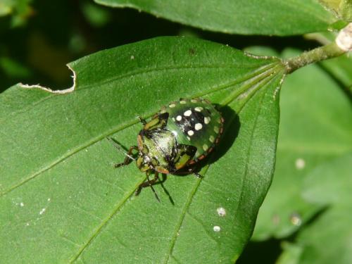 Nezara viridula