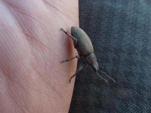 Brachyderes sp.