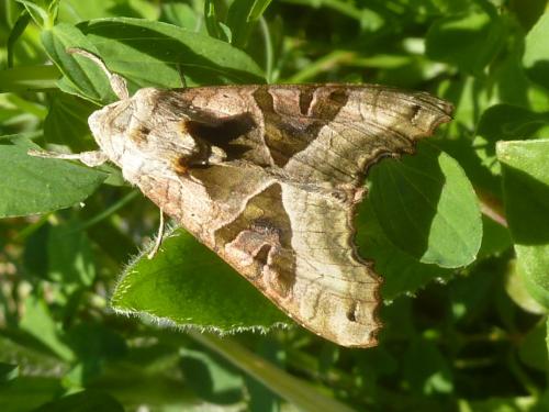 Réf. 133 948 : Phlogophora meticulosa