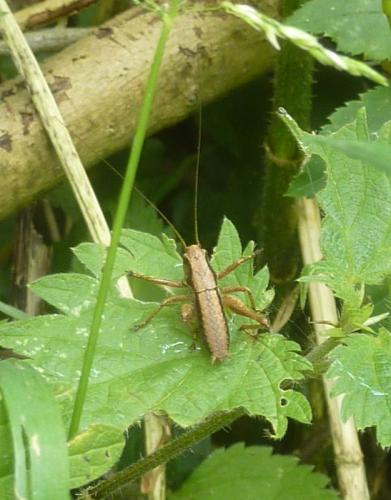Pholidoptera griseoaptera