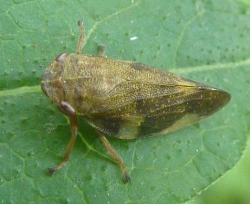Réf. 133 950 : Aphrophora alni