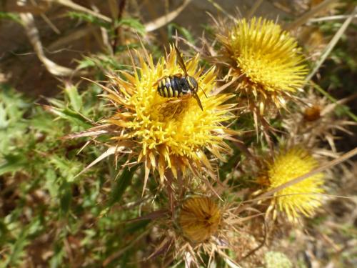 Réf. 133 025 : Rhodanthidium infuscatum