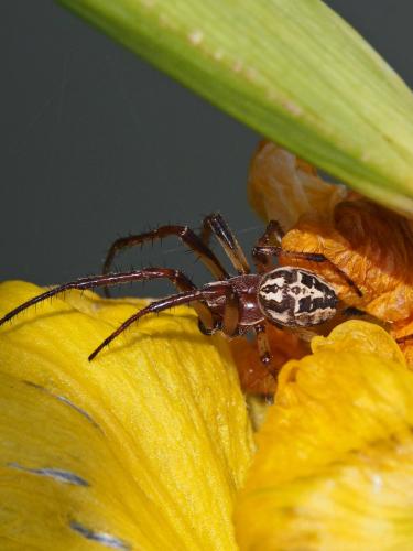 Réf. 133 071 : Larinioides sclopetarius