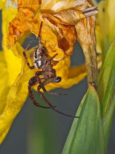 Réf. 133 072 : Larinioides sclopetarius