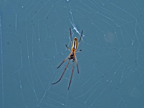Tetragnatha sp.