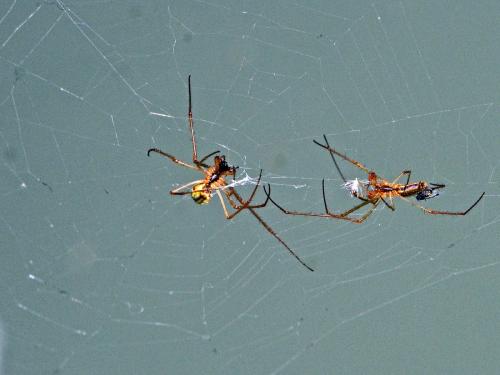 Tetragnatha sp.