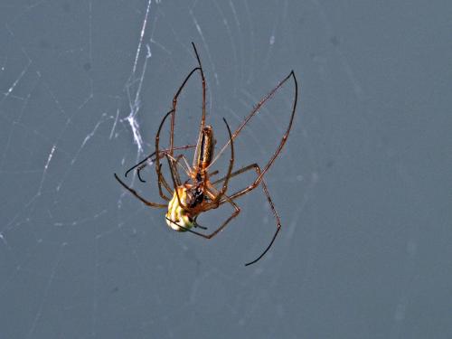 Tetragnatha sp.