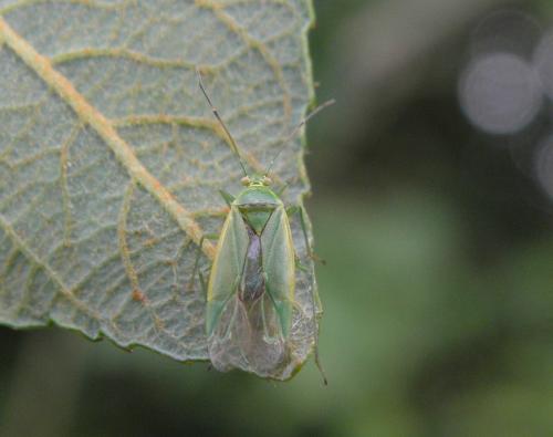 Lygocoris rugicollis