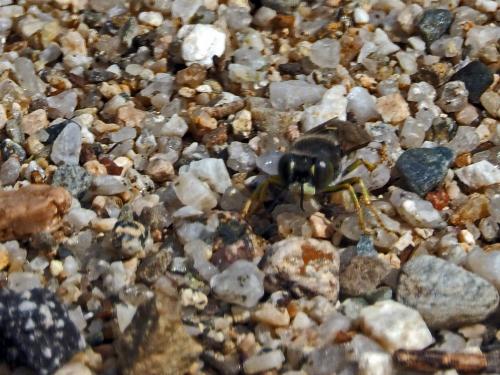 Bembix oculata