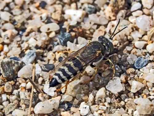 Réf. 133 917 : Bembix oculata