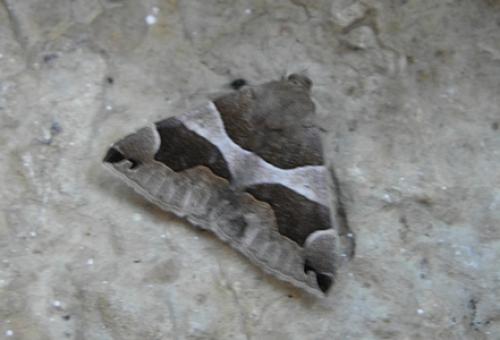 Réf. 133 062 : Dysgonia algira