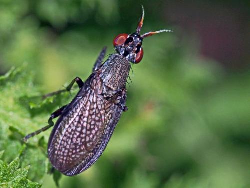 Réf. 133 565 : Coremacera marginata