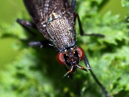 Coremacera marginata