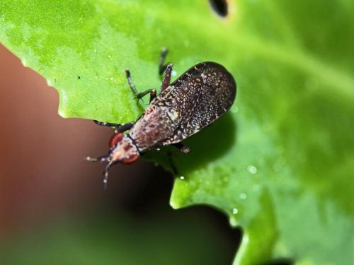 Euthycera cribrata