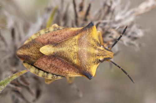 Réf. 133 881 : Carpocoris fuscispinus