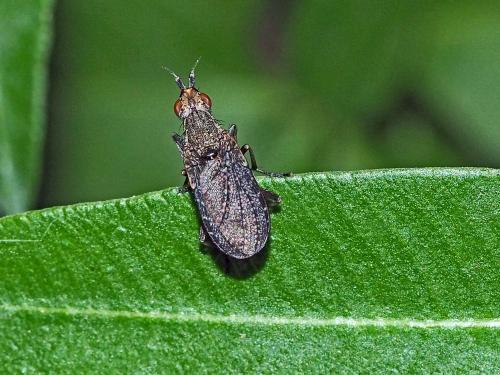 Euthycera cribrata