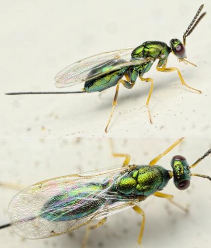 Torymus sp.