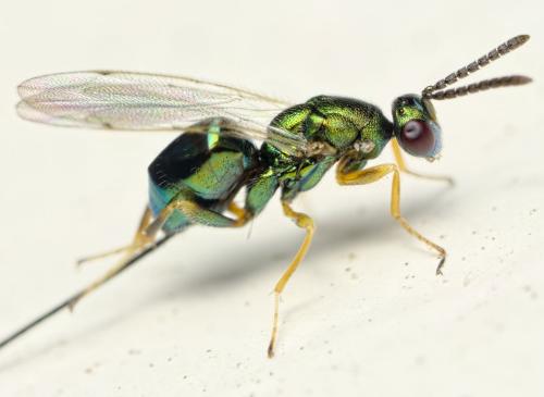Torymus sp.