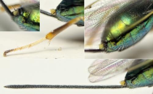 Torymus sp.