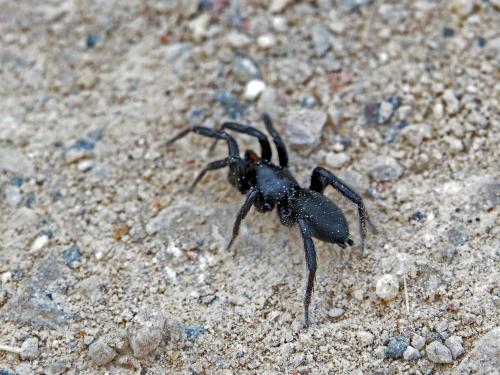 Réf. 133 661 : Zelotes sp.