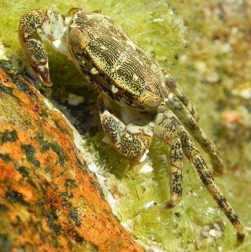 Pachygrapsus marmoratus