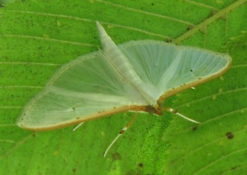 Palpita vitrealis