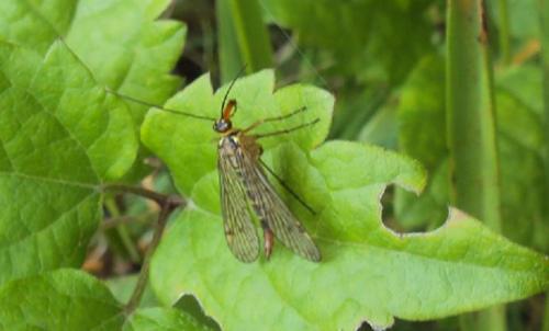 Panorpa sp.