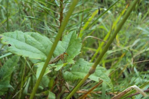 Panorpa sp.