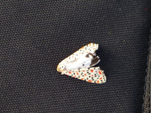 Réf. 133 879 : Utetheisa sp.