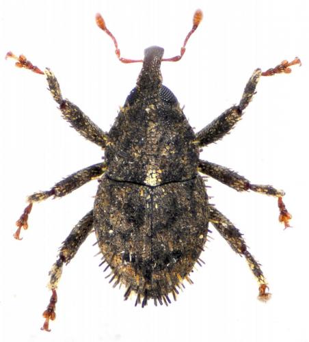 Réf. 133 158 : Paraulosomus sp.