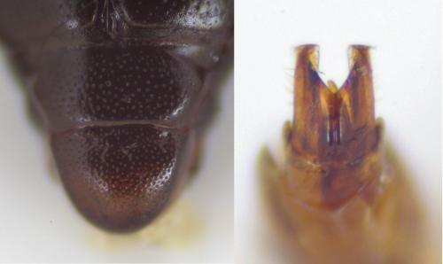 Réf. 133 284 : Paromalus parallelepipedus
