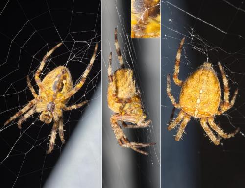 Araneus diadematus