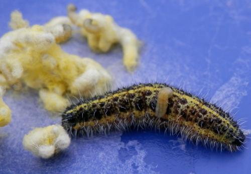 Cotesia sp.