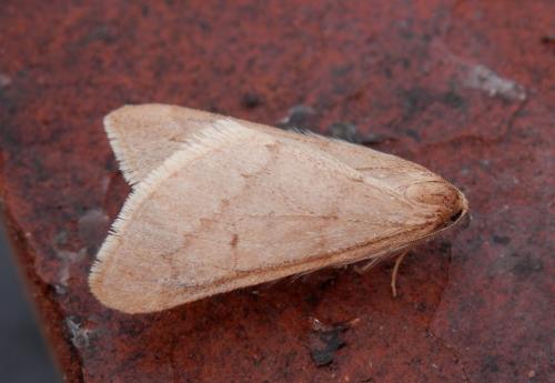 Alsophila aceraria