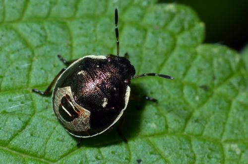 Holcostethus sphacelatus