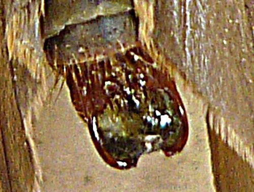 Phryganea grandis