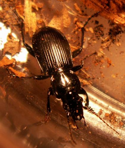 Pterostichus aethiops