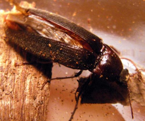 Melanotus sp.