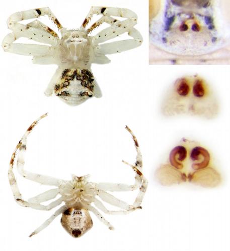 Thomisus sp.