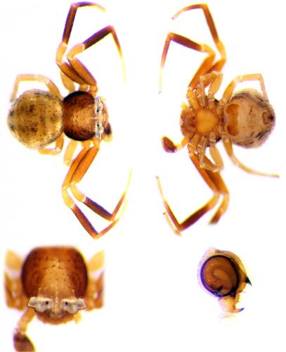 Thomisus sp.