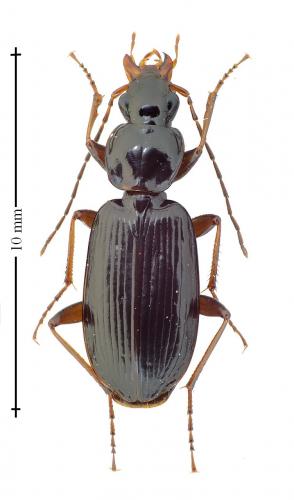 Platynus livens