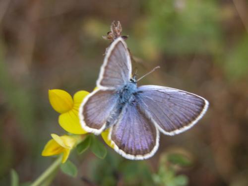 Plebejus sp.