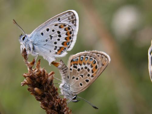 Réf. 133 269 : Plebejus sp.