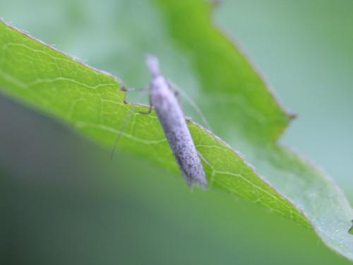 Pleurota ericella