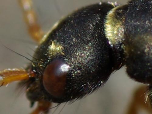 Staphylinus dimidiaticornis