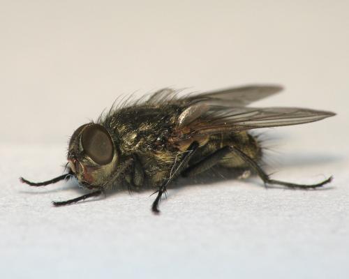 Pollenia sp.