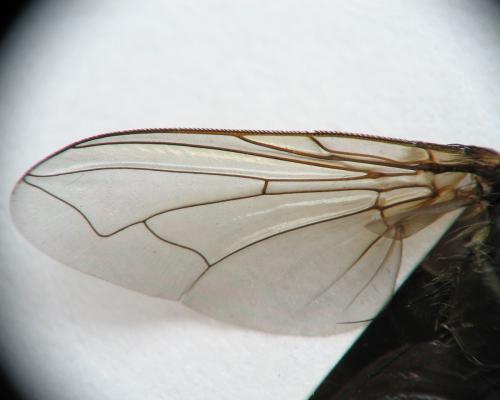 Pollenia sp.