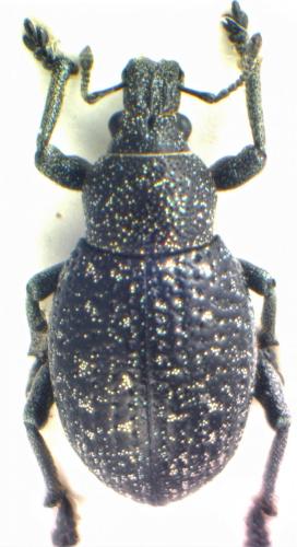 Réf. 133 758 : Polydius hispanus