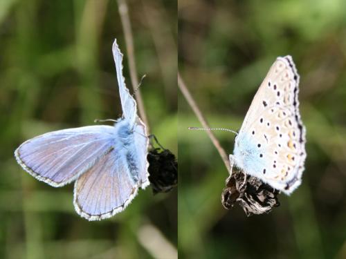 Polyommatus escheri