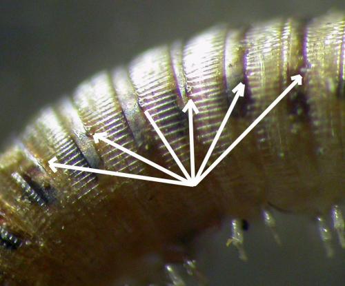Cylindroiulus sp.